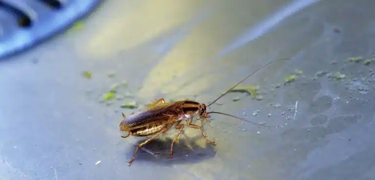 Cucaracha en tarja de casa